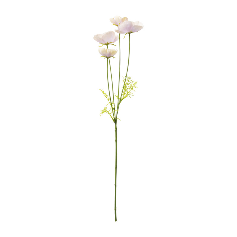 Cosmea - paars - 66 cm