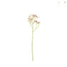 Madeliefje - diverse varianten - 60 cm