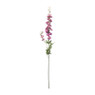 Ridderspoor - paars - 77 cm