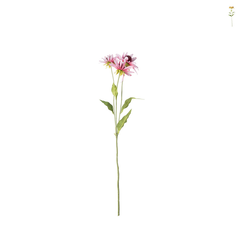Black eye bloem - diverse kleuren - 68 cm 