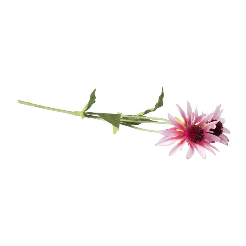 Black eye bloem - diverse kleuren - 68 cm 