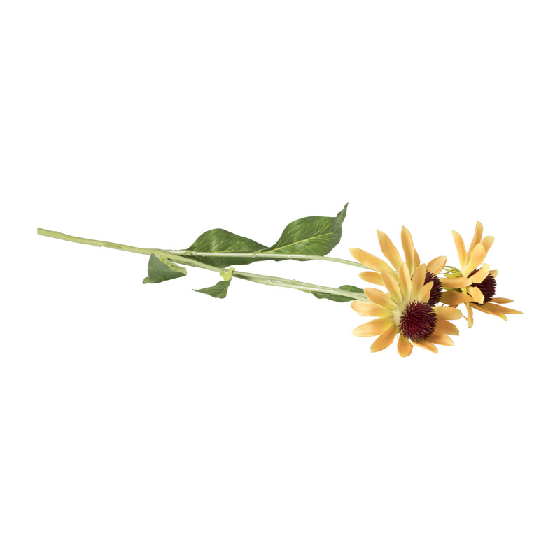 Black eye bloem - diverse kleuren - 68 cm 