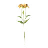 Black eye bloem - diverse kleuren - 68 cm 