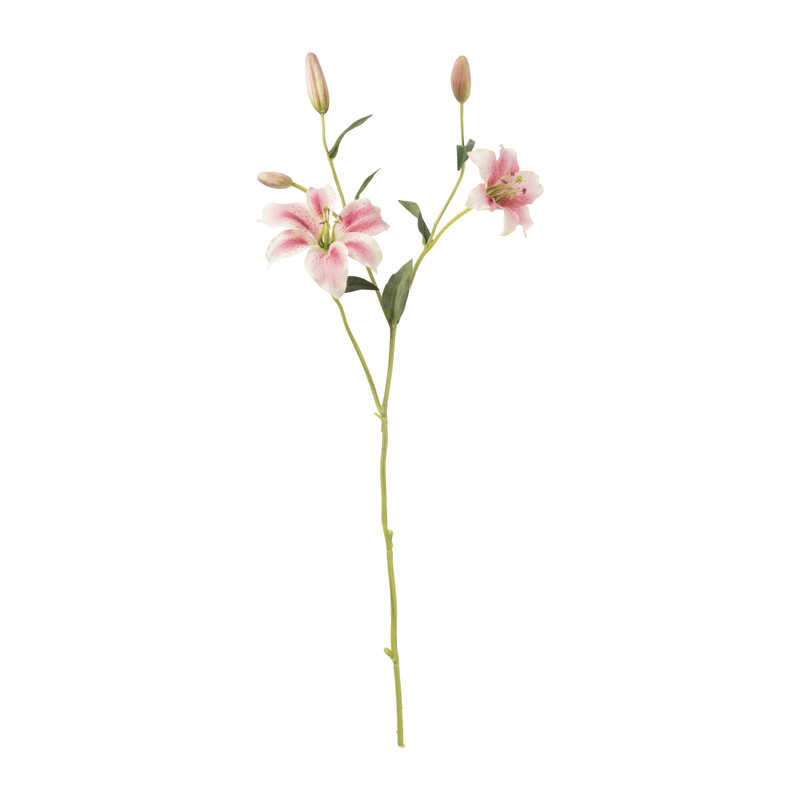 Tijgerlelie - roze/wit - 70 cm 