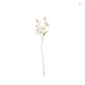 Tijgerlelie - roze/wit - 70 cm 