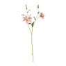 Tijgerlelie - roze/wit - 70 cm 