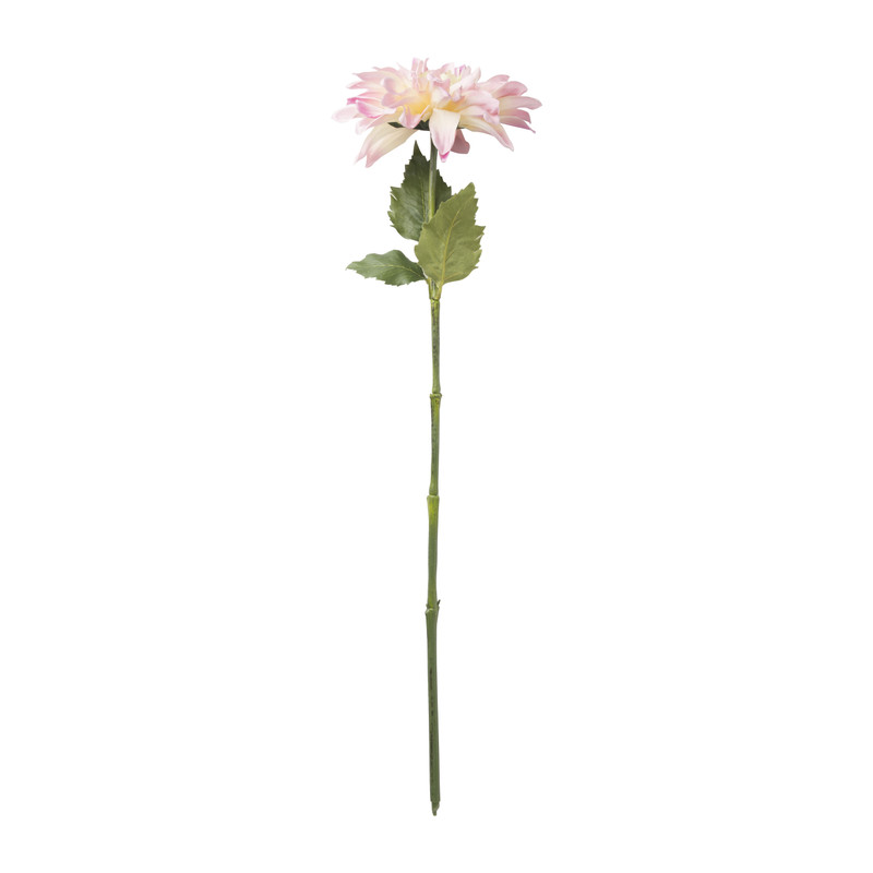 Dahlia - diverse varianten - 76 cm