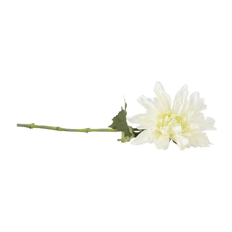 Dahlia - diverse varianten - 76 cm