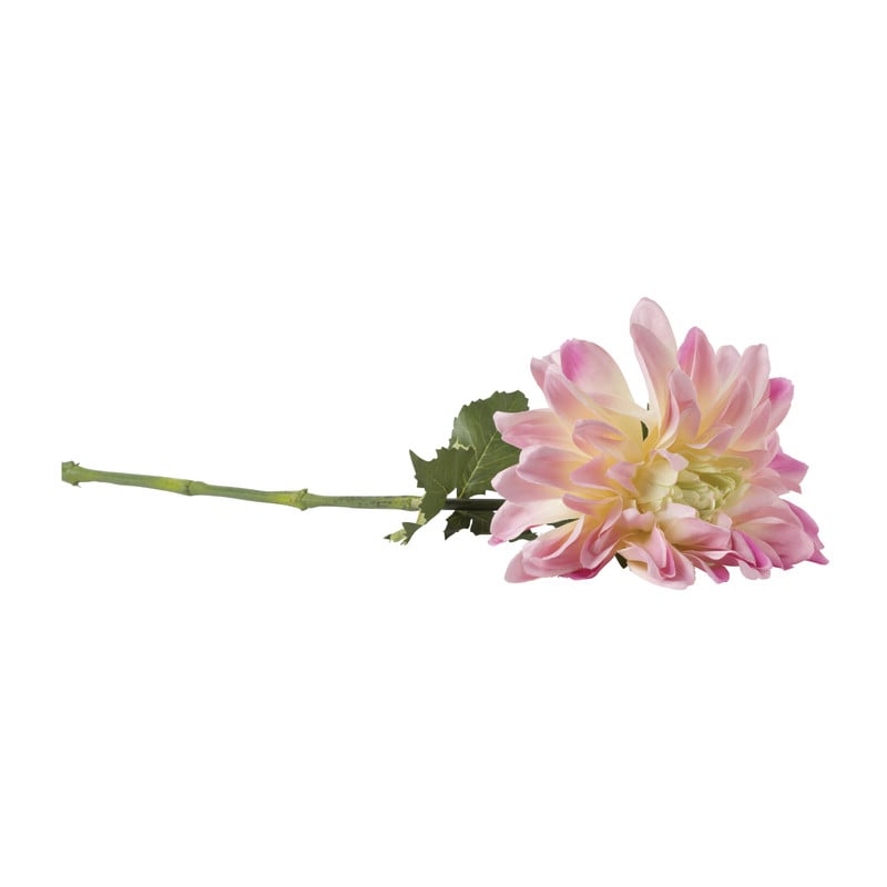 Dahlia - diverse varianten - 76 cm