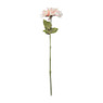 Dahlia - diverse varianten - 76 cm