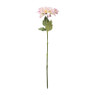 Dahlia - diverse varianten - 76 cm