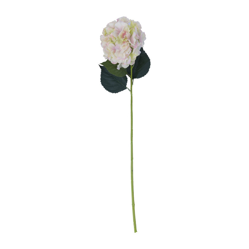Hortensia - crème