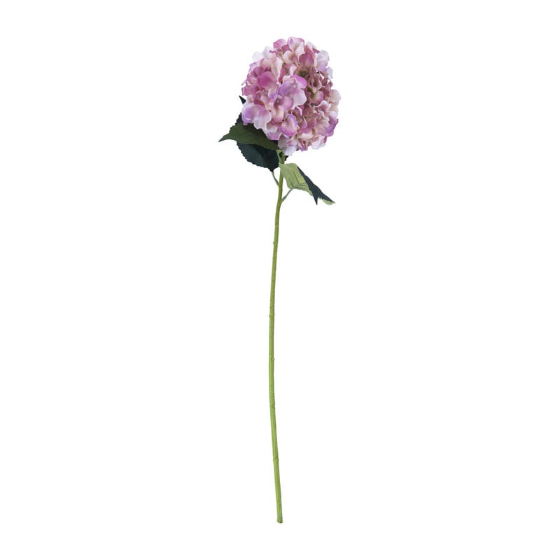 Hortensia - roze