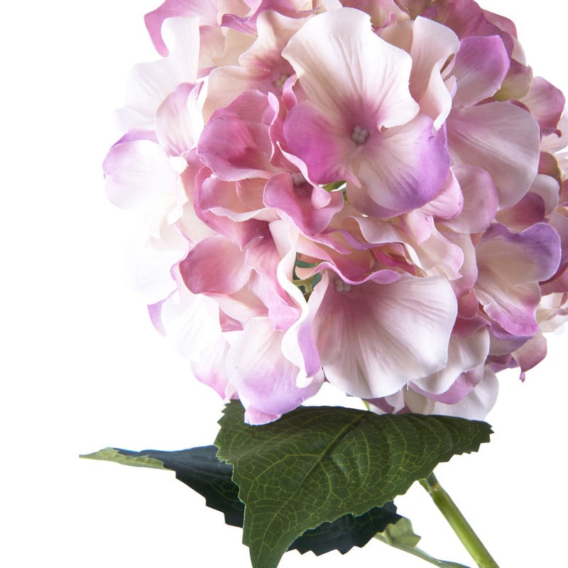 Hortensia - roze