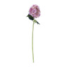 Hortensia - roze