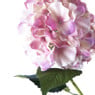 Hortensia - roze