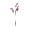 Magnolia - roze