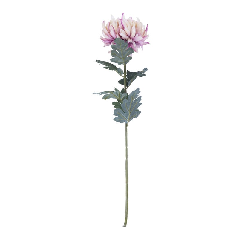 Bolchrysant - roze
