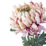 Bolchrysant - roze