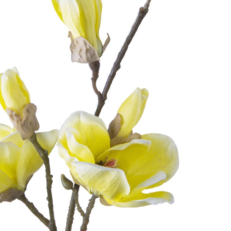 Magnolia - geel