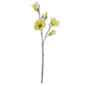 Magnolia - geel