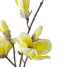 Magnolia - geel