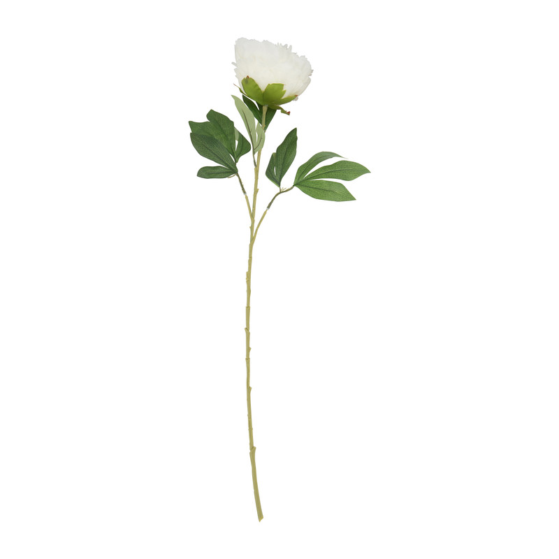 Pioenroos - ivoorkleur - 80 cm
