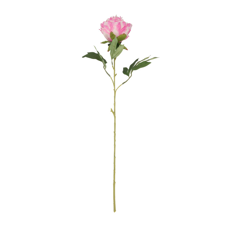 Pioenroos - roze - 80 cm