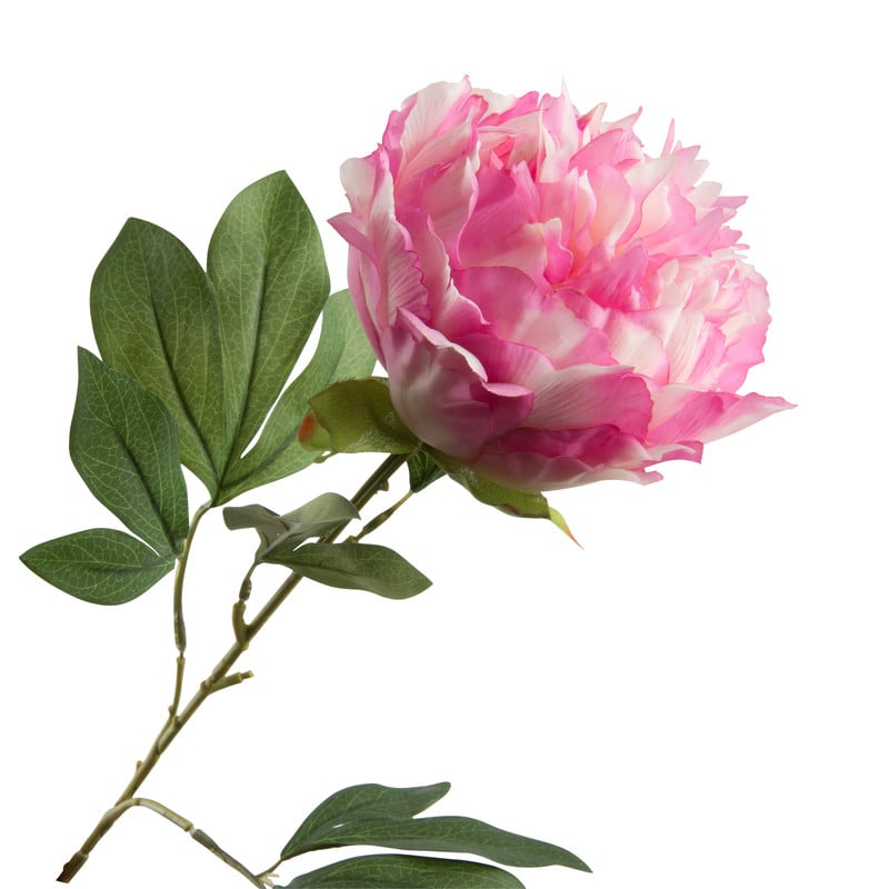 Pioenroos - roze - 80 cm