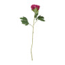 Pioenroos bordeaux - 80 cm
