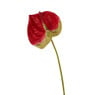 Anthurium tak - 60 cm