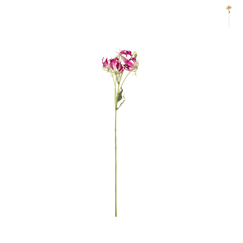 Gloriosa - 86 cm - diverse varianten