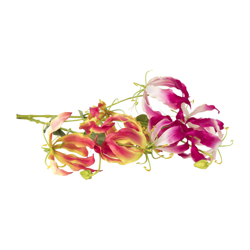 Gloriosa - 86 cm - diverse varianten