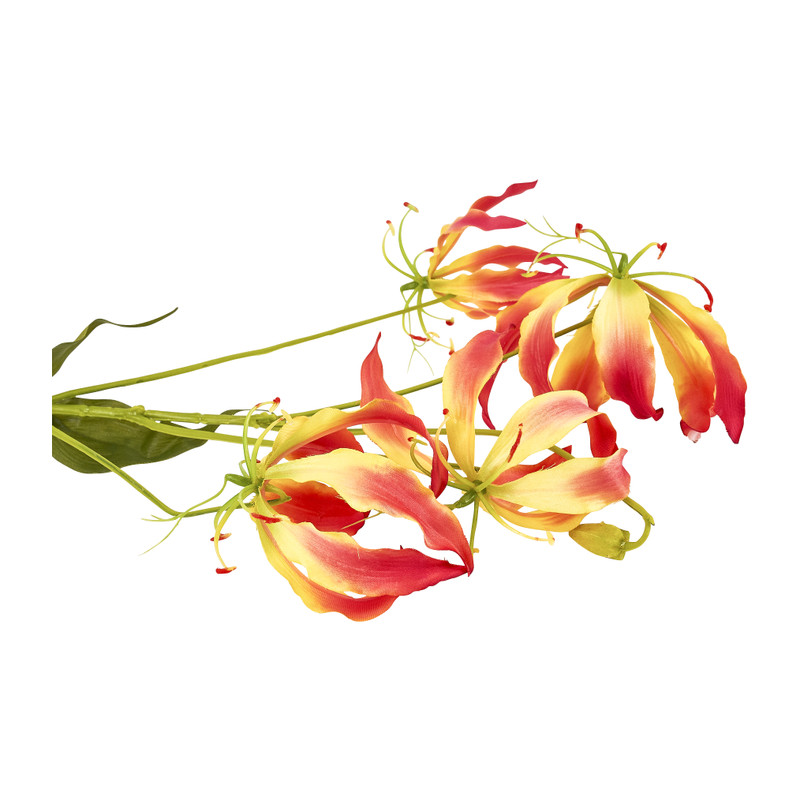 Gloriosa - 86 cm - diverse varianten
