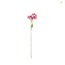 Gloriosa - 86 cm - diverse varianten