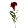 Celosia bloem - 67 cm