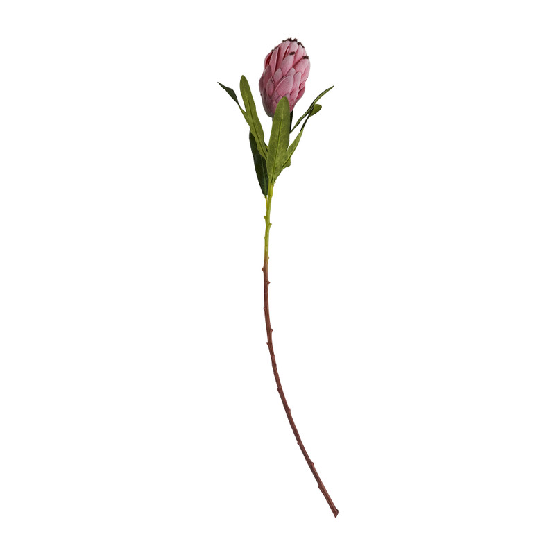 Protea bloem - 77 cm