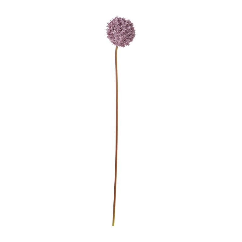Allium - diverse kleuren - 79 cm