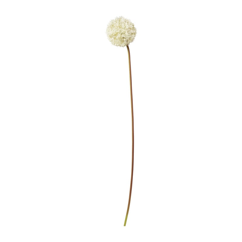 Allium - diverse kleuren - 79 cm
