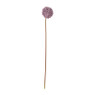 Allium - diverse kleuren - 79 cm
