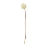 Allium - diverse kleuren - 79 cm