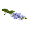 Ridderspoor blauw - 67 cm