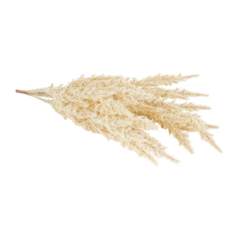 Astilbe - diverse kleuren - 70 cm 