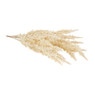 Astilbe - diverse kleuren - 70 cm 