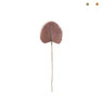 Palmblad waaier - diverse varianten - 77 cm