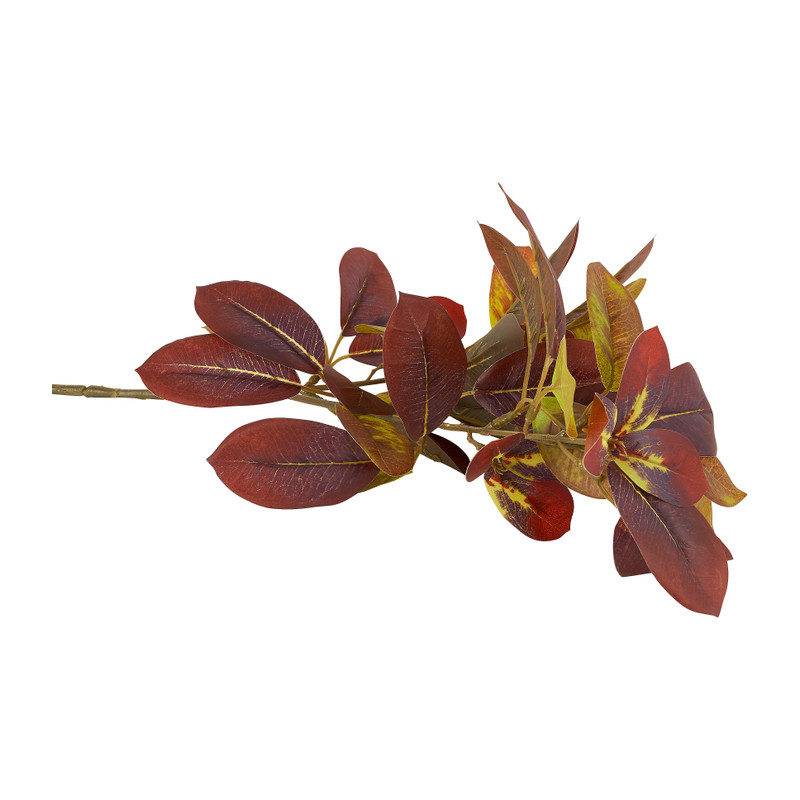 Bergamot bladeren - donkerrood - 70 cm 