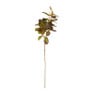 Bergamot bladeren - roodgroen - 70 cm 