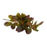 Bergamot bladeren - roodgroen - 70 cm 