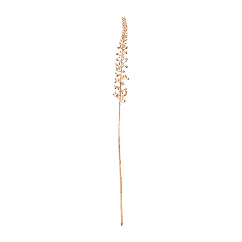 Eremurus -86 cm