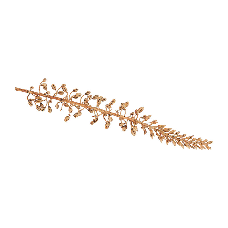 Eremurus -86 cm